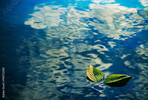 Two green leaves on the water