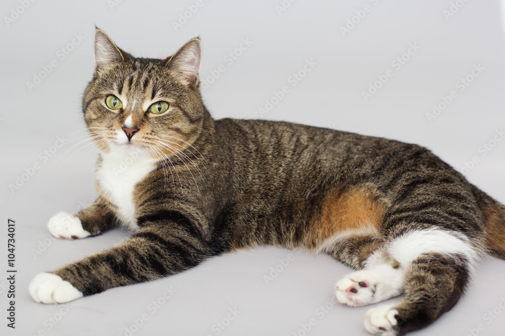 Large adult tabby cat isolated on grey