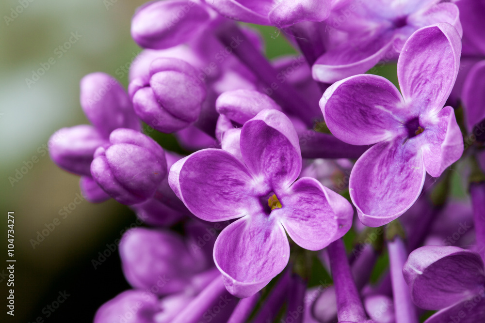 Beautiful spring delicacy lilac flowers.