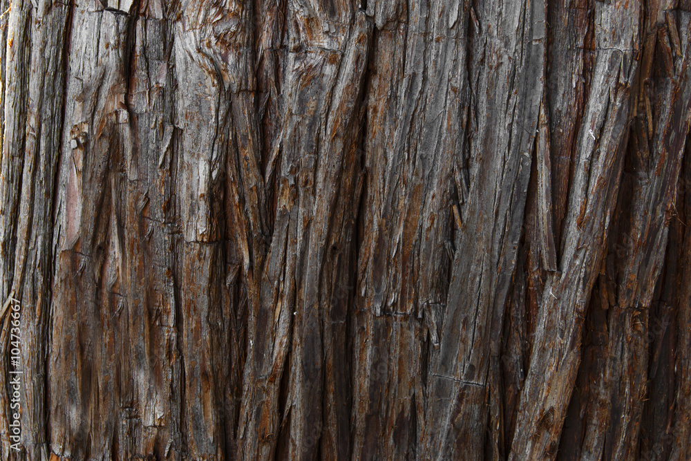 Background texture of tree bark. Skin the bark of a tree that traces cracking. Background texture of tree bark. Skin the bark of a tree that traces cracking.