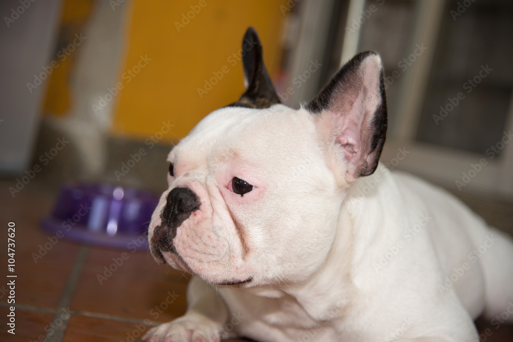 Front side French bulldog looks smart Front side French bulldog looks smart