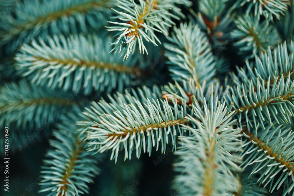 Blue Fir Tree Branches Close-up Blue Fir Tree Branches Close-up