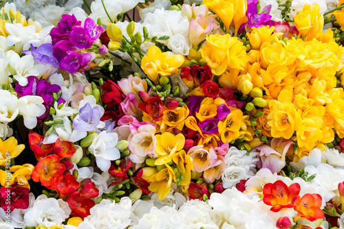 variety of colorful freesias, floral background