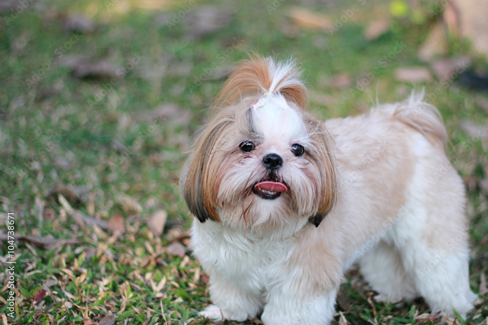 Shih hot sale tzu smile