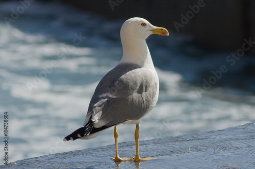  gabbiano reale mediterraneo sul molo