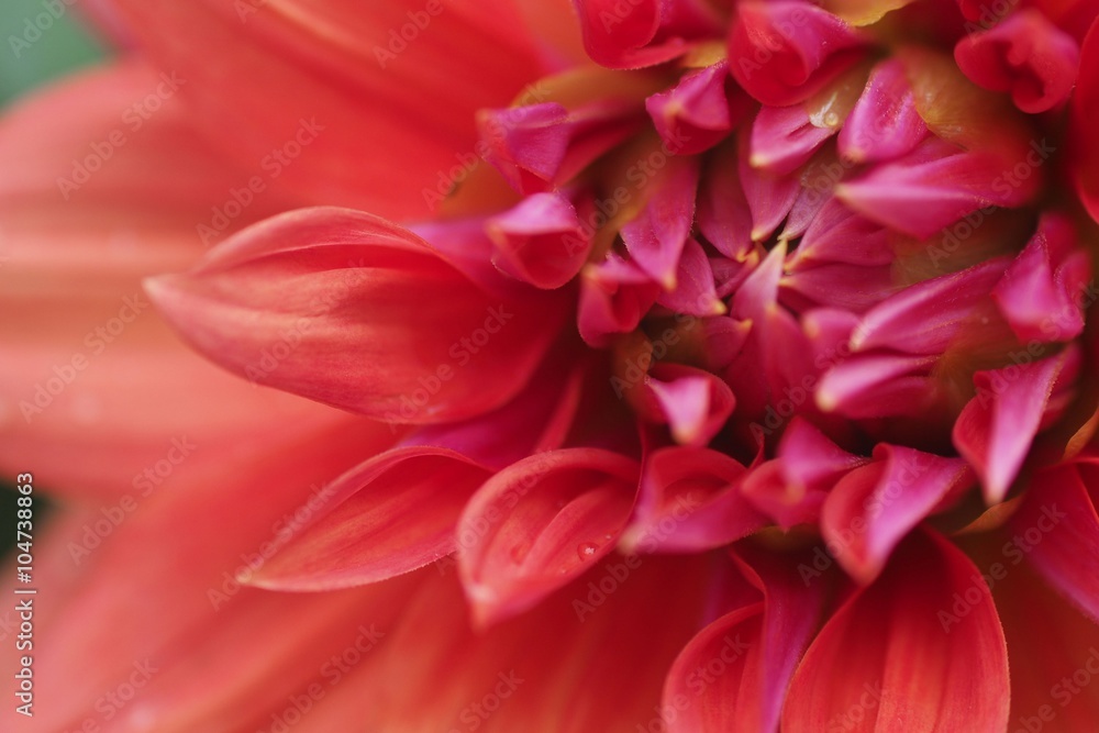 Flower detail