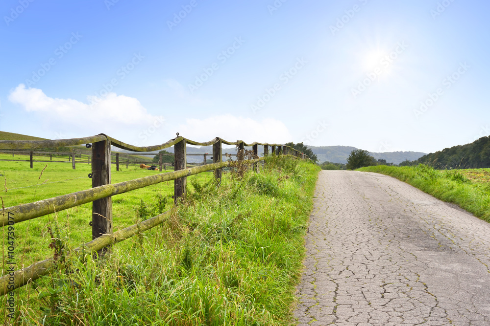 Idyllic country road in the sun, with copy space and forest. Single lane road through fields and pastures, nature background. Wooden fence along the street and cows lying on the pasture.