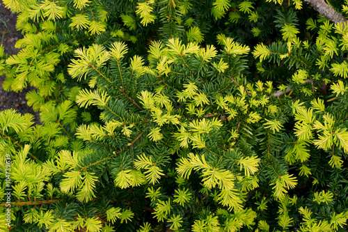 Taxus baccata Summergold - yew photo