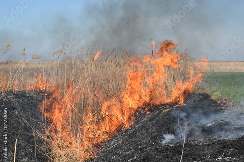 Wallpaper Mural Burning dry grass and reeds Torontodigital.ca