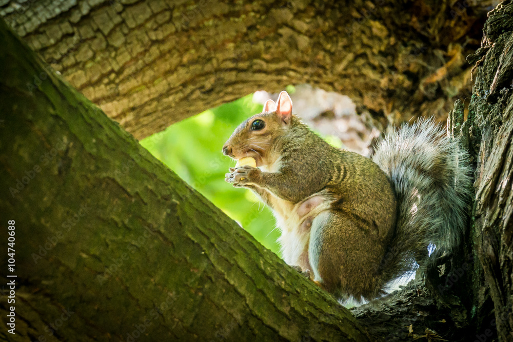 Obraz premium Squirrel with a chestnut