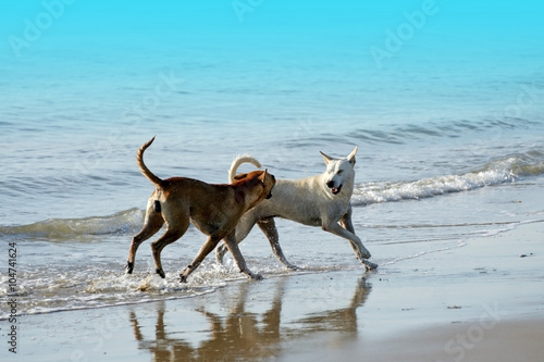 Thai dogs playing at the beach with blue sea and sky in Thailand