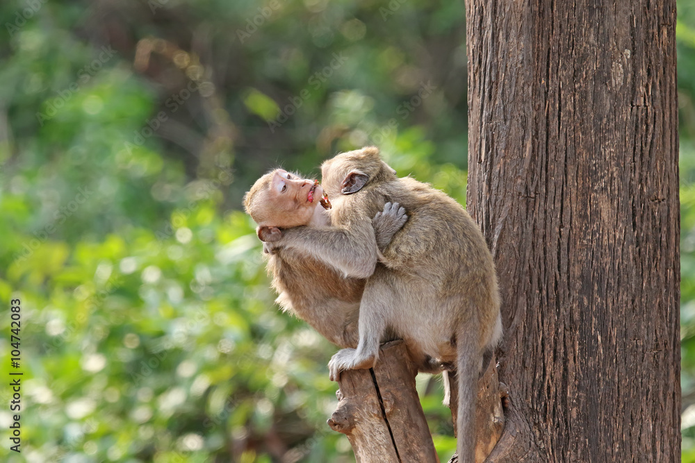 Obraz premium Two affectionate monkeys sitting on tree, hugging each other with fruit in its mouth
