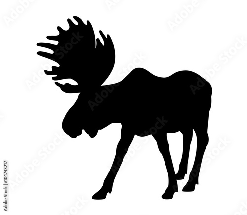 Silhouette adult moose
