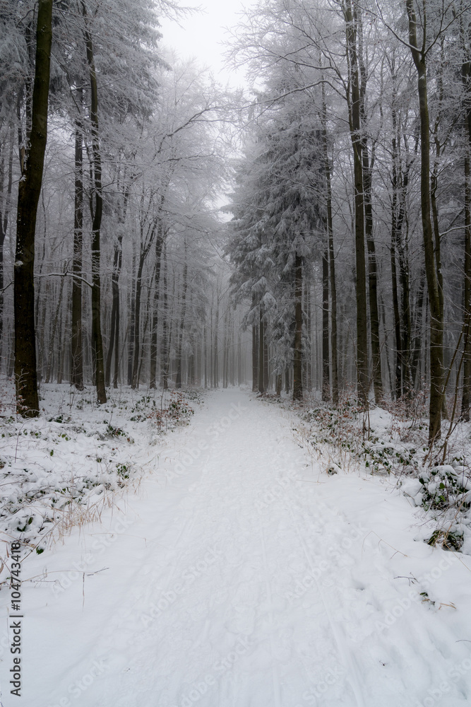 Winterwald im Harz bei Stolberg, Sachsen-Anhalt in Deutschland