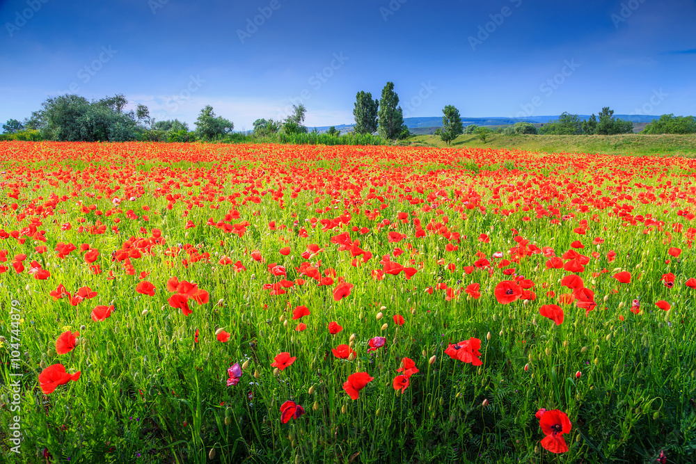 Beautiful summer landscape with red poppy filed