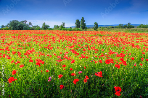 Beautiful summer landscape with red poppy filed