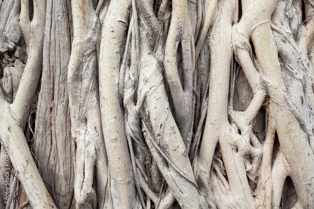 banyan root background