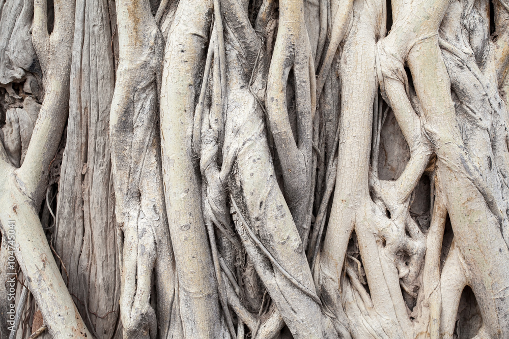 banyan root background banyan root background