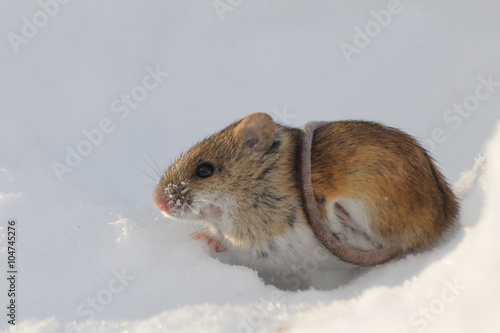 Striped Field Mouse above snow hole  belted with the tail