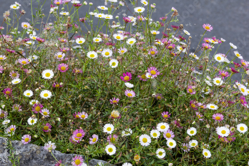 Colourful Clump of Ornamental Daisies Growing on a Limestone Wall in South West England. photo