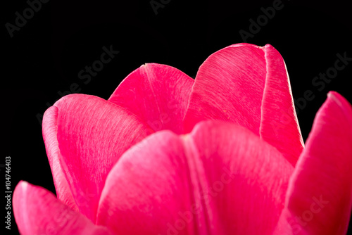 Red Tulip on Black Background