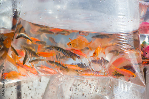 small ornamental fish in a plastic bag for sale. Vietnam