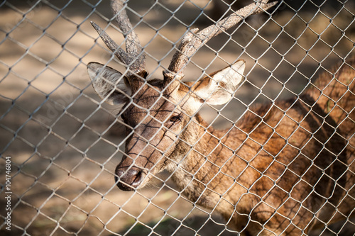 Deer in cage