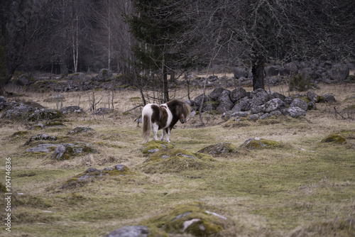 A small pony in the woods