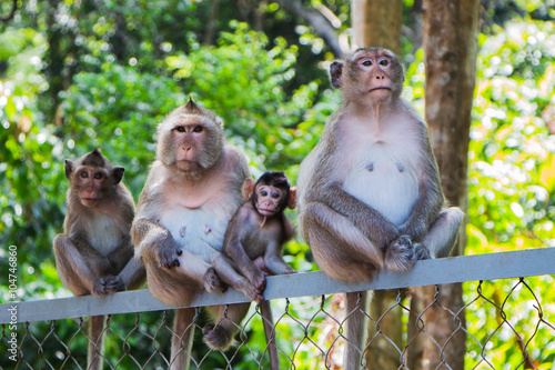 family of four monkeys sitting on the fence. photo