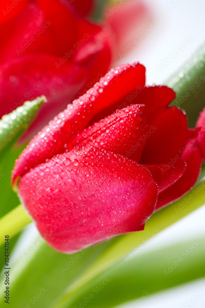 blooming spring tulips in rain drops blooming spring tulips in rain drops