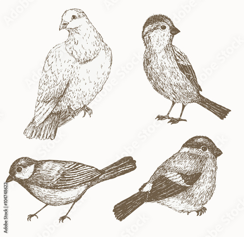 Bird set. Hand drawn