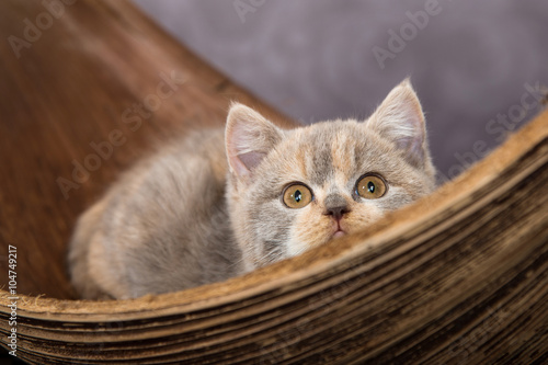 Eine Britisch kurzhaar Katze liegt in einem Palmenblatt schaut neugierig über den Rand