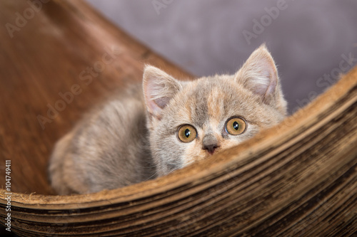 Eine Britisch kurzhaar Katze liegt in einem Palmenblatt schaut neugierig über den Rand
