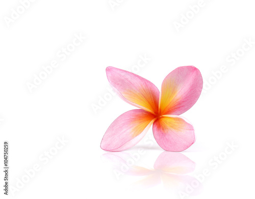 Plumeria on white background.