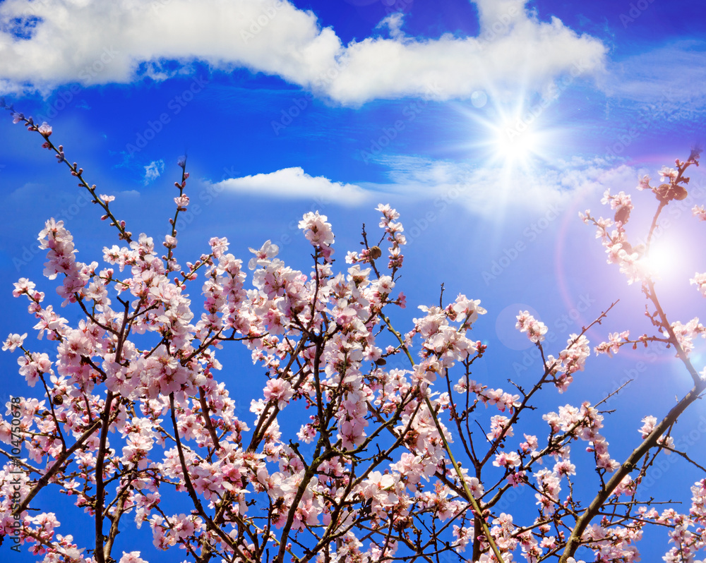 Fototapeta premium Spring beauty : fragrant almond blossoms :)