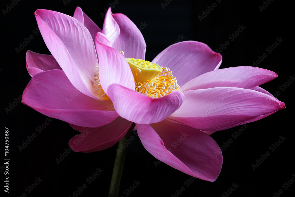 lotus flower isolated on black background lotus flower isolated on black background
