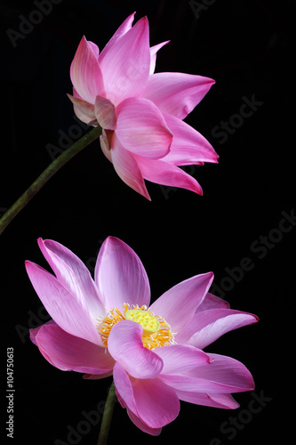 lotus flower isolated on black background.