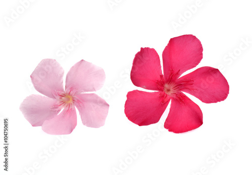 flower isolated on white background