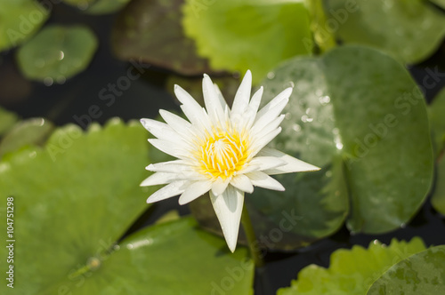 Lotus flower