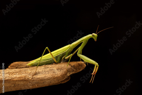 closeup green mantis on the branch on black background