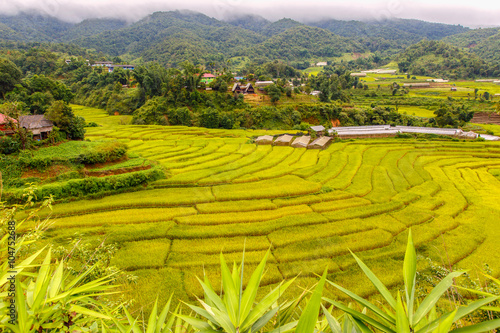 Green Terraced Rice Field in Mae La Noi, Maehongson Province, Thailand