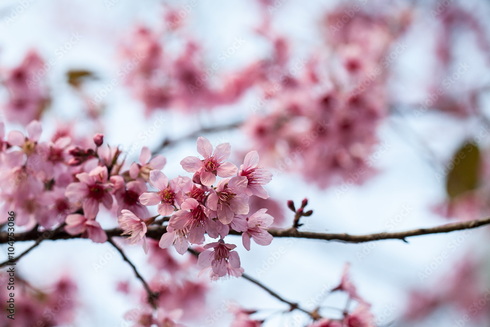 wild Himalayan Cherry flower (Prunus cerasoides), selective focus wild Himalayan Cherry flower (Prunus cerasoides), selective focus