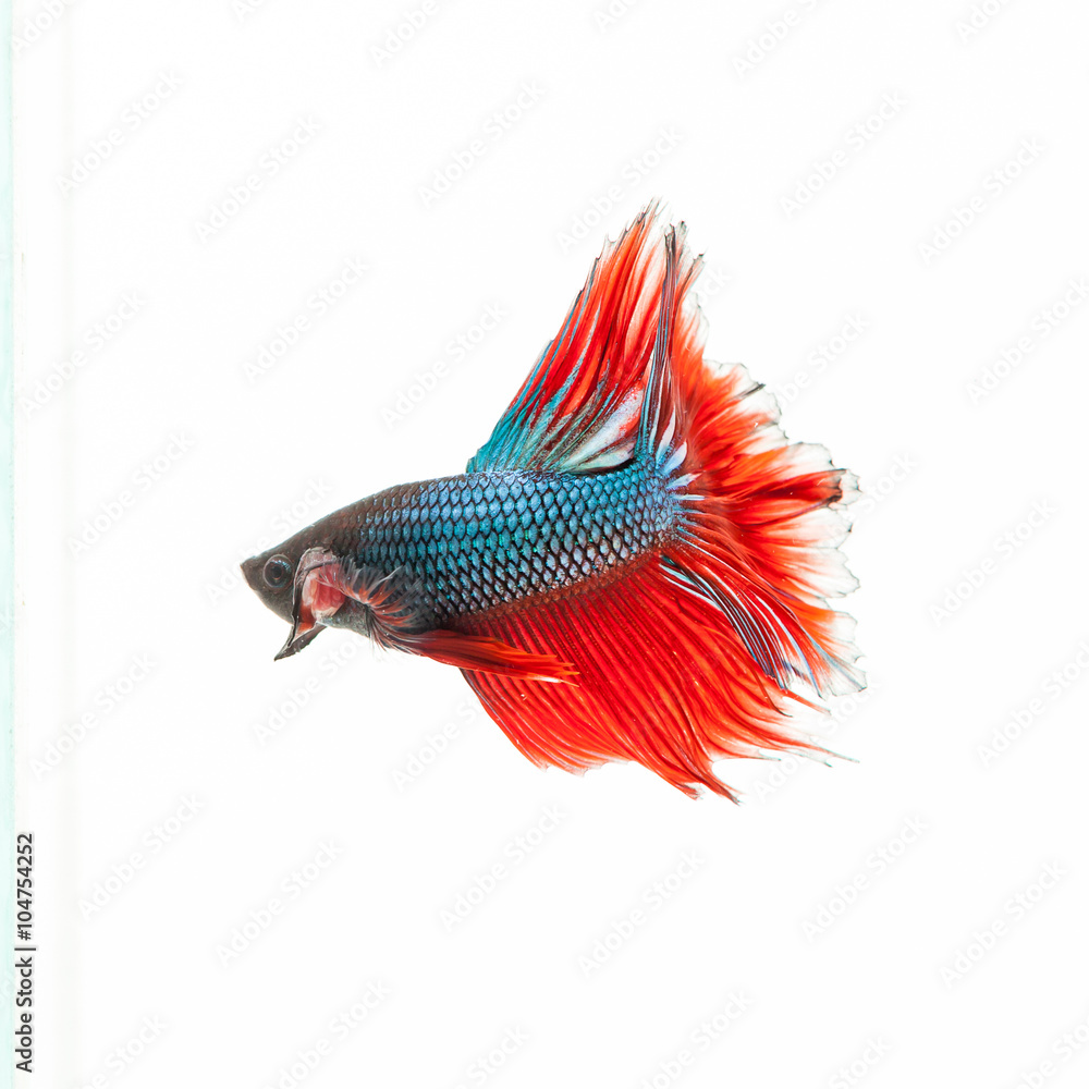 Fototapeta premium thai fighting fish . Beautiful color