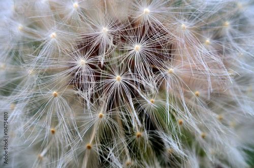 Dandelion Close Up