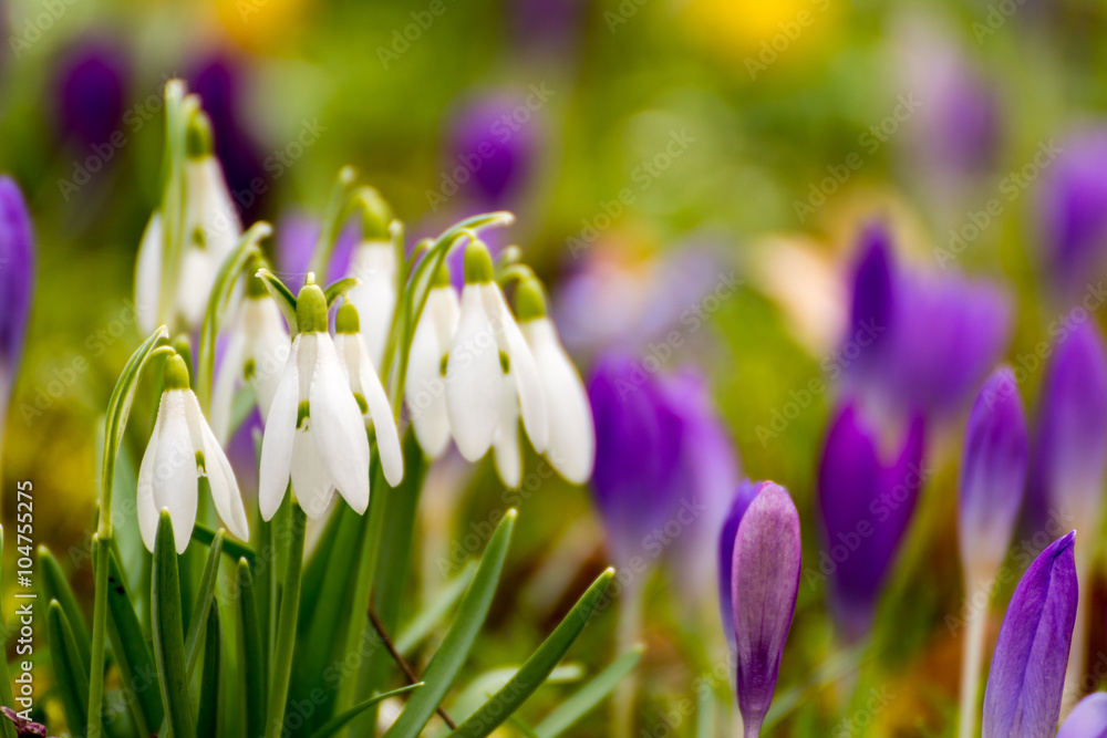 Frühling lässt grüßen Frühling lässt grüßen