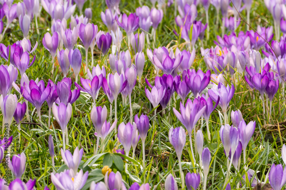 Frühling lässt grüßen
