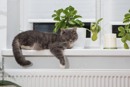 cat on radiator 