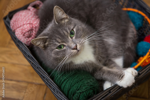 Fotografie cat in a basket with balls of yarn