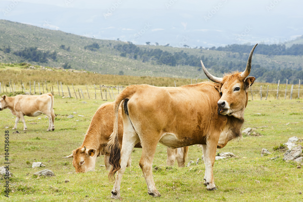 cachena cow, native of Galician, in green mountains of Cape Ortegal, Galicia, Spain cachena cow, native of Galician, in green mountains of Cape Ortegal, Galicia, Spain