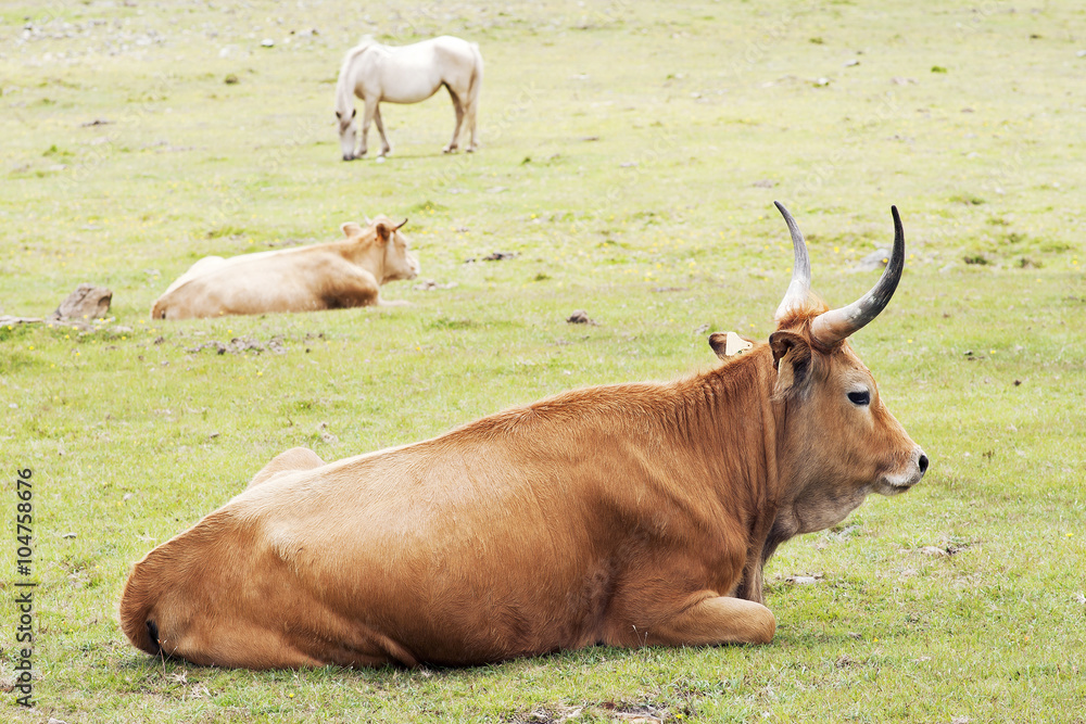 cachena cow,  native of  Galician,  in green mountains  of Cape Ortegal, Galicia, Spain